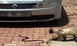 Antalya'da itfaiyecilerden yılan mesaisi
