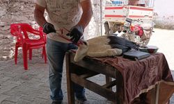Aydın'da yavru leylek kurtarıldı