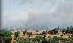 İzmir Ormanları Yanıyor