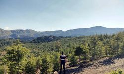 Muğla'da Ormana Girmek Yasak