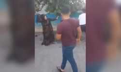 Pazar yerinde kavga