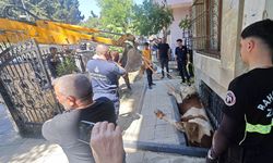 Pencere boşluğuna düşen dana kurtarıldı
