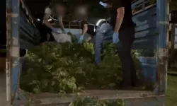 Marulların arasına kaçak sigara gizlenmiş