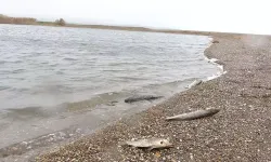 Çanakkale'de çay kurudu!