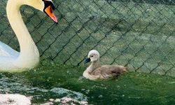 Kuğulupark’ın Yeni Yavrusu İçin İsim Önerileri Yağdı