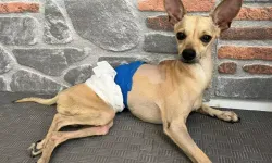 Ayrılan çift, köpeklerini klinikte terk etti