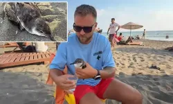 Nesli Tükenme Tehlikesindeki Kuşa Hayat Verdi