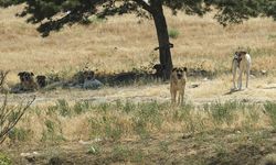 Ankara'da bir genç köpek saldırısına uğradı