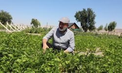 Kocasinan’da Ata Tohumları Toprakla Buluştu