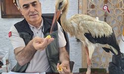Yangından kaçtığı düşünülen leylek ormancılara sığındı
