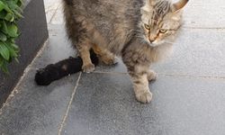 Antalya'da kedi kurtarıldı