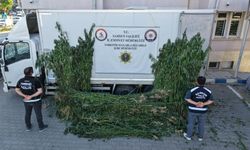 Ayçiçeği tarlasında kenevir ele geçirildi
