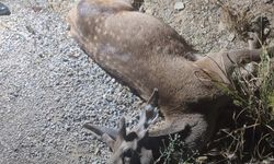 Bursa'da ölü kızılgeyik bulundu