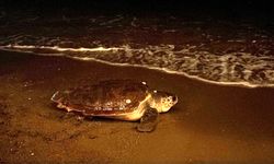 Caretta Caretta Lara Sahili'nden Geri Döndü
