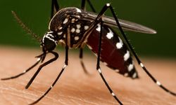 Chikungunya virüsü için tehdit yok