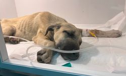 Dakikalarca yavru köpeği dövdü!