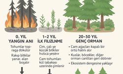 Dr. İlemin: Yanan Yerlere Badem, Zeytin, Ceviz Dikme Fikri, Bilimsel Gerçeklikten Uzak