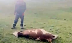 Hanak'ta meraya yıldırım düştü