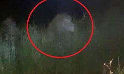 Hayvan Parkından Aslan Kaçtı; 1 Yaralı
