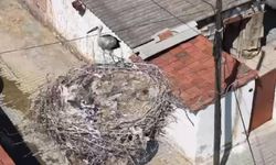 İzmir'de yavru leylek kurtarıldı
