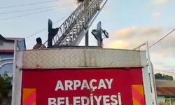 Yavru leylek yuvasına bırakıldı