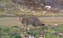 Nesli Tehlike Altında Olan Kedi Fotokapana Yakalandı!