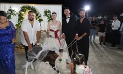 Dünya evine giren çifte buzağı hediyesi