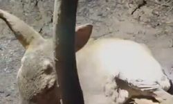 Yangında yaralı bulunan ceylana su verdi