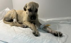 Sopayla Dövülen Yavru Köpeğe ‘Mucize’ İsmi