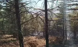 Ankara'daki yangın ormana sıçradı
