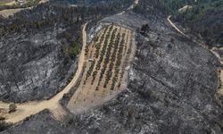 Çanakkale'deki yangın zeytinliği teğet geçti