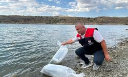 Çankırı'da iç sulara sazan yavruları bırakıldı
