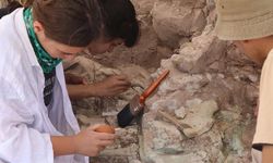 Çankırı’daki fosil kazılarında 43 farklı türe ait kalıntılar gün yüzüne çıkarıldı