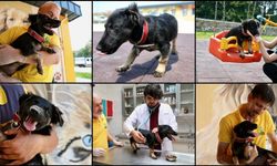 Çayırova’da zifte saplanan köpek yavrusuna uzman bakımıyla yaşama tutundu