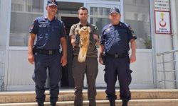 Kırşehir’de Yaralı Kızıl Şahin Tedaviye Alındı
