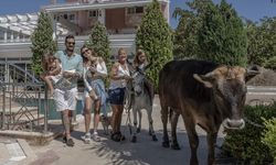 Sahiplendikleri Farklı Türdeki Hayvanlara Yuva Oldular