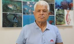 Akdeniz'in yeni türü balon balığı
