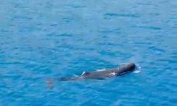 Antalya'da yavru balina kurtarıldı