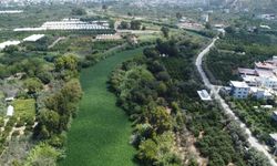 Asi Nehri'ni su sümbülü istila etti