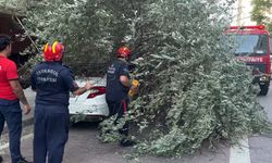 Avcılar'da ağaç otomobilin üstüne düştü