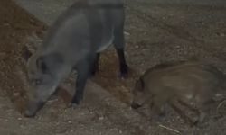 Bartın'da yaban domuzları sahile indi