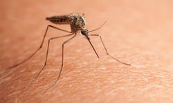 Çin'de chikungunya virüsü için alarm