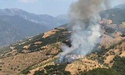 Efeler'de zeytinlik yangını
