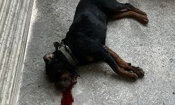 Esnafın köpeğini tabancayla öldürdü