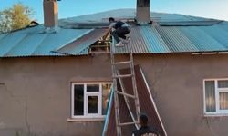 Evinin çatısını kenevir tarlası haline getirdi!