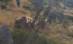 Kayalıklara düşen inek AFAD tarafından kurtarıldı