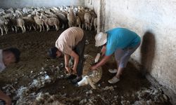 Koyun kırkma mesaisi