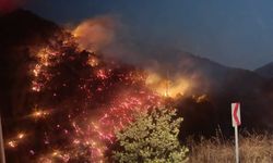 Nazilli'deki orman yangını kontrol altında