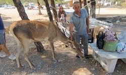 Piknikçilere 'Kızıl Geyik' Ziyareti