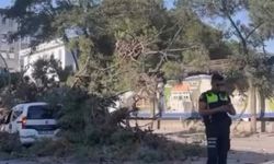 Rüzgarın Şiddetine Dayanamayan Ağaç Devrildi